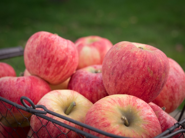 Les pommes bio des vergers du Mitan Cranne à Domagné